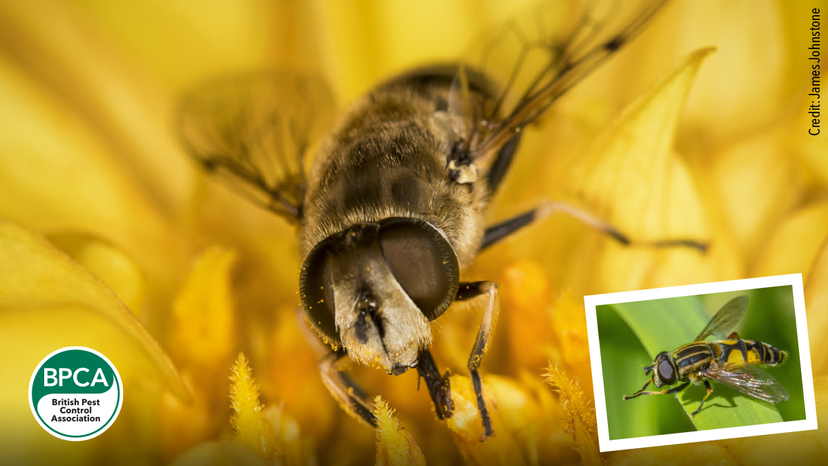 Hoverfly Syrphidae identification guide UK Hoverfly Syrphidae identification guide UK